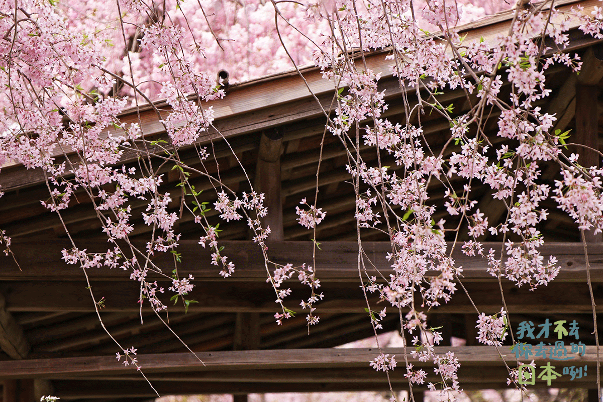 京都原谷苑