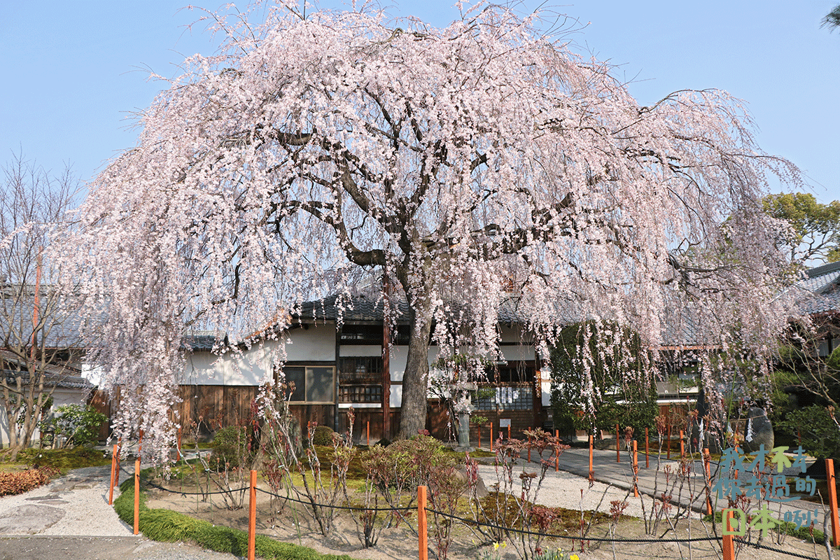 京都本滿寺櫻花
