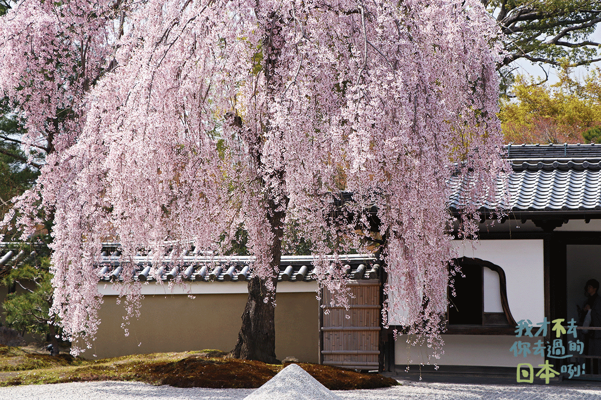 高台寺的櫻花