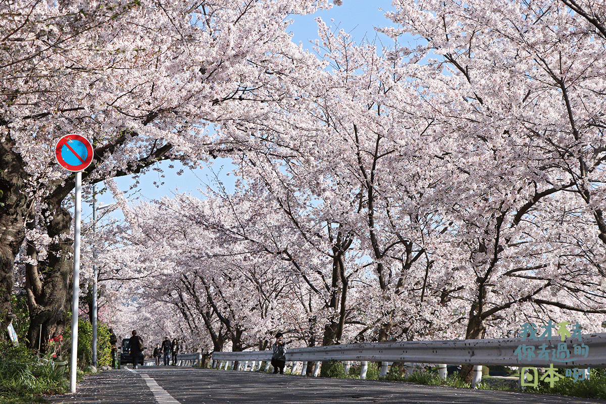 加茂街道的櫻花