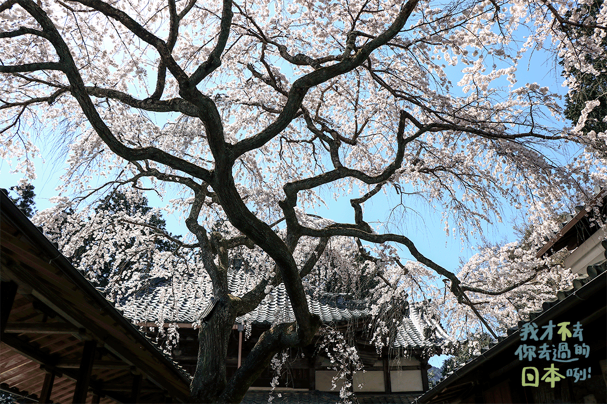 京都十輪寺櫻花