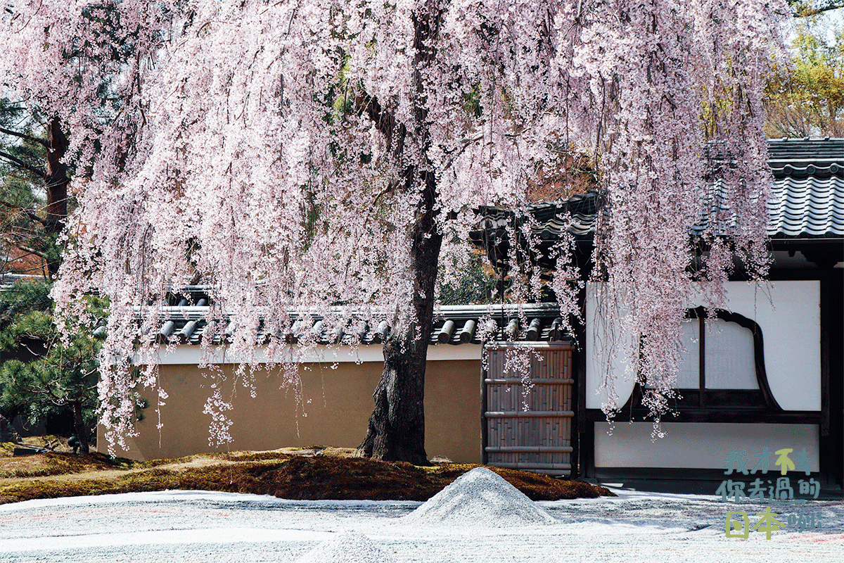高台寺櫻花