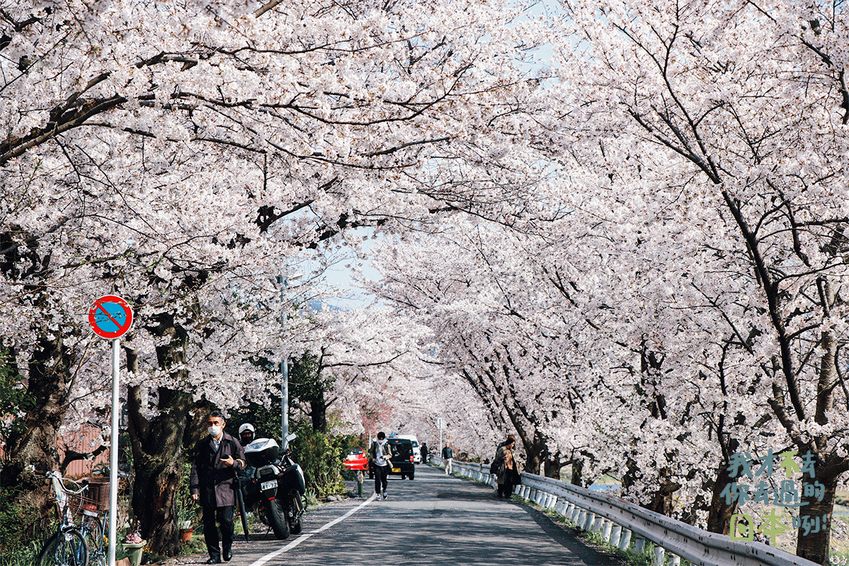 加茂街道櫻花