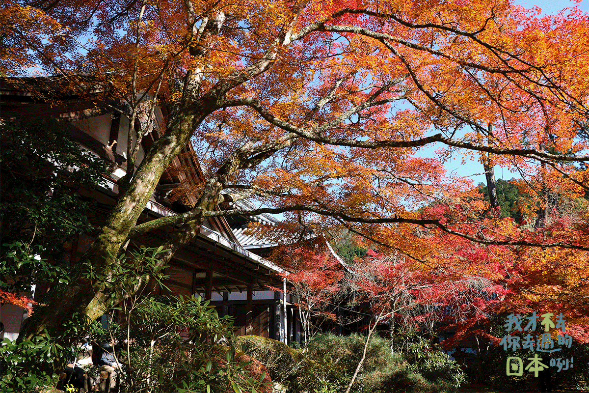 京都西明寺楓葉