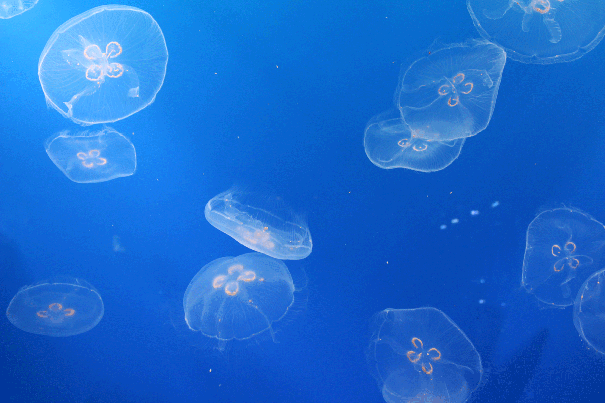 【東京】如美術館般的墨田水族館