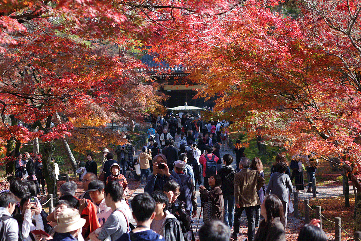 【京都】2016年楓況總整理