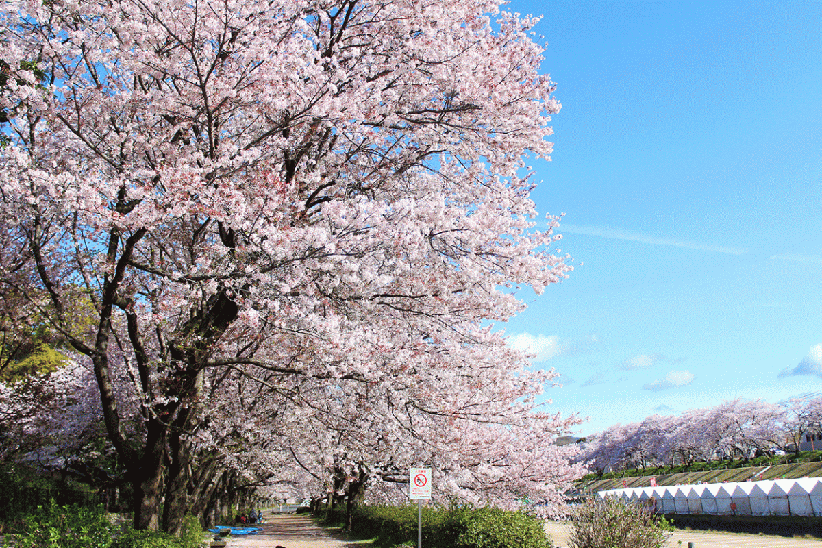 【岡山】後樂園旭川賞櫻去！