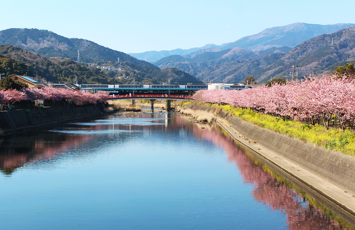 【靜岡】搭乘伊豆急去賞河津櫻