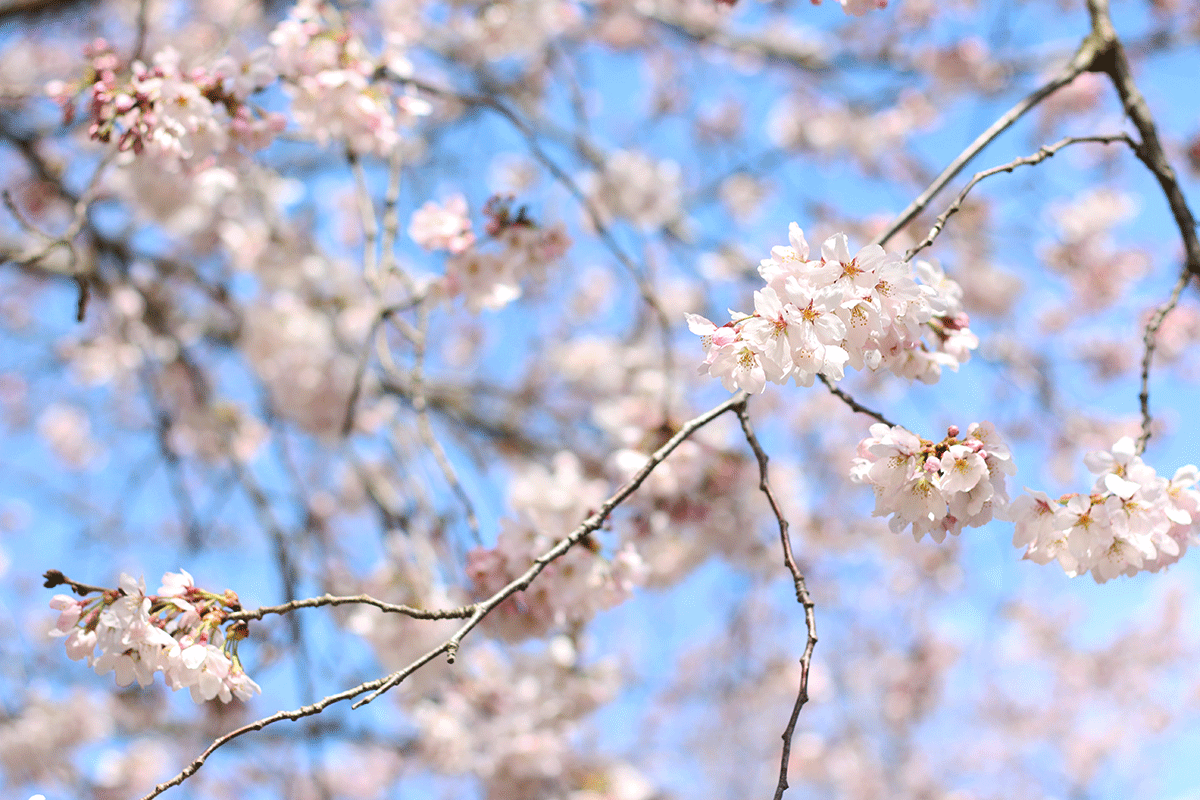 【京都】我喜歡的京都賞櫻景點
