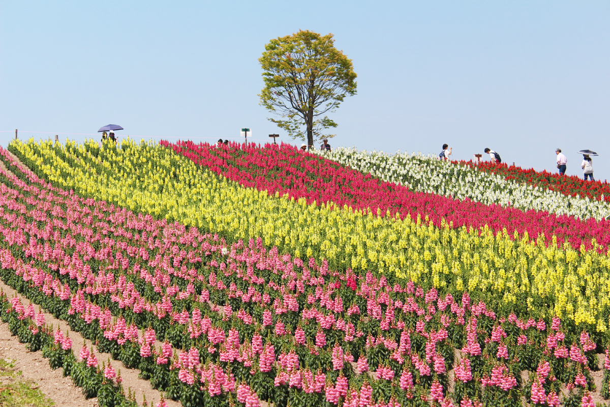 【有趣】2017日本全國汽水大車拚