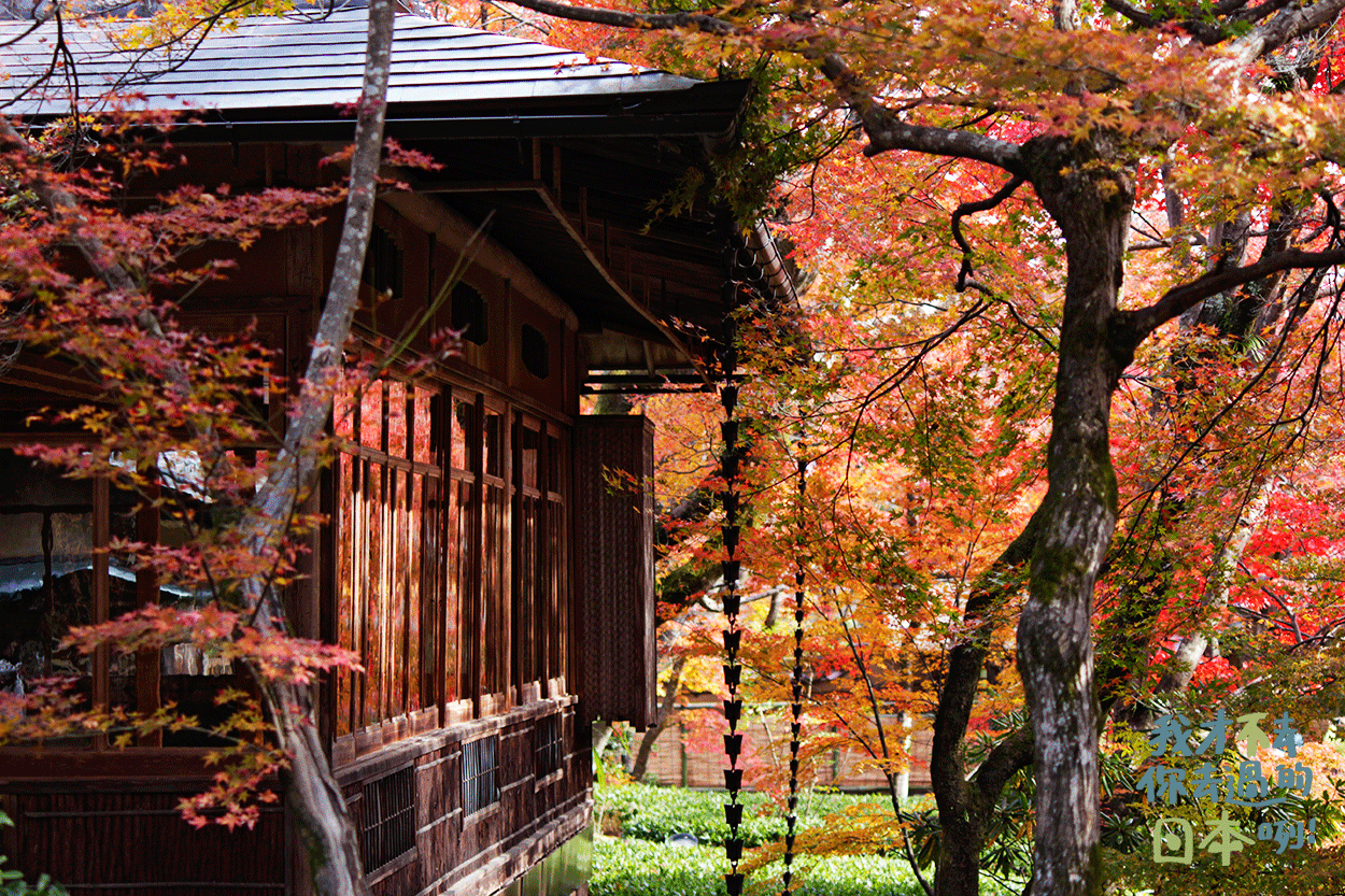 京都賞楓推薦