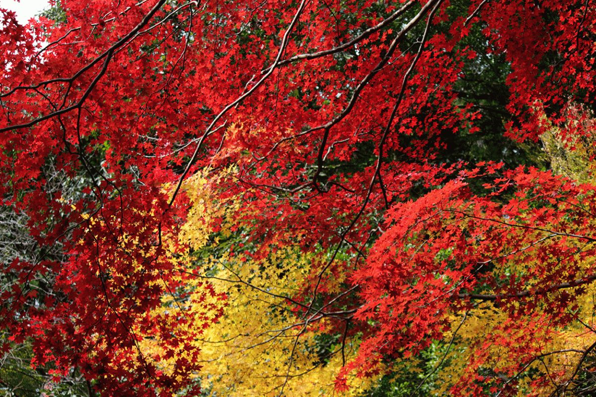 【京都】2017年楓況總整理
