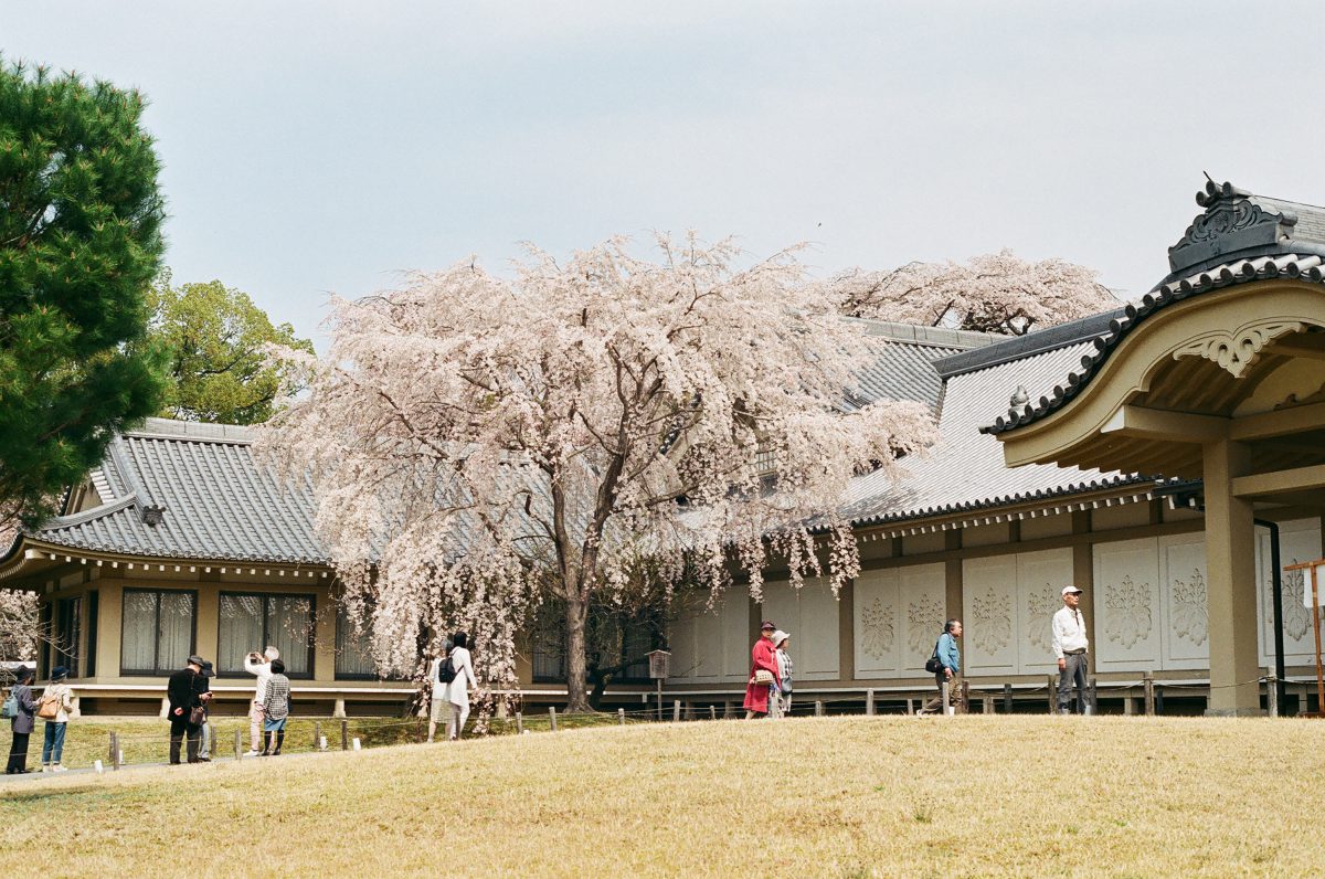【京都】2018年賞櫻全記錄（上）