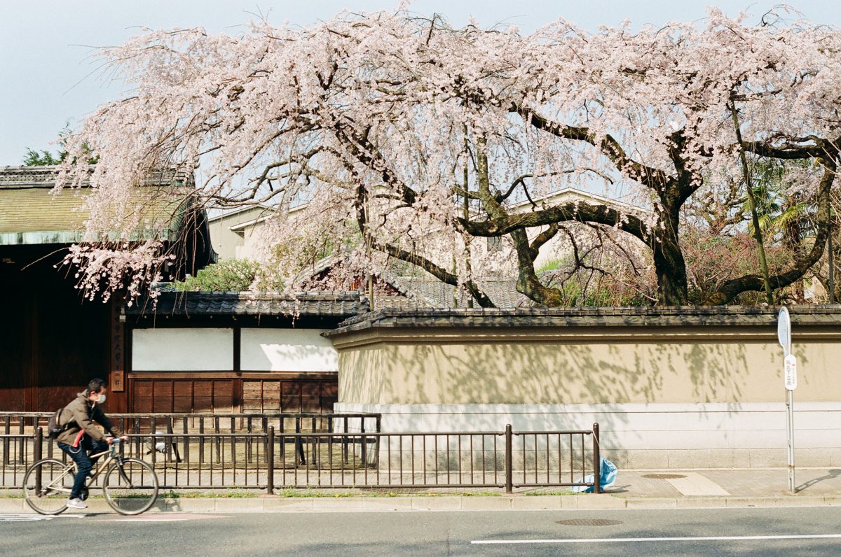 【京都】2018年賞櫻全記錄（下）