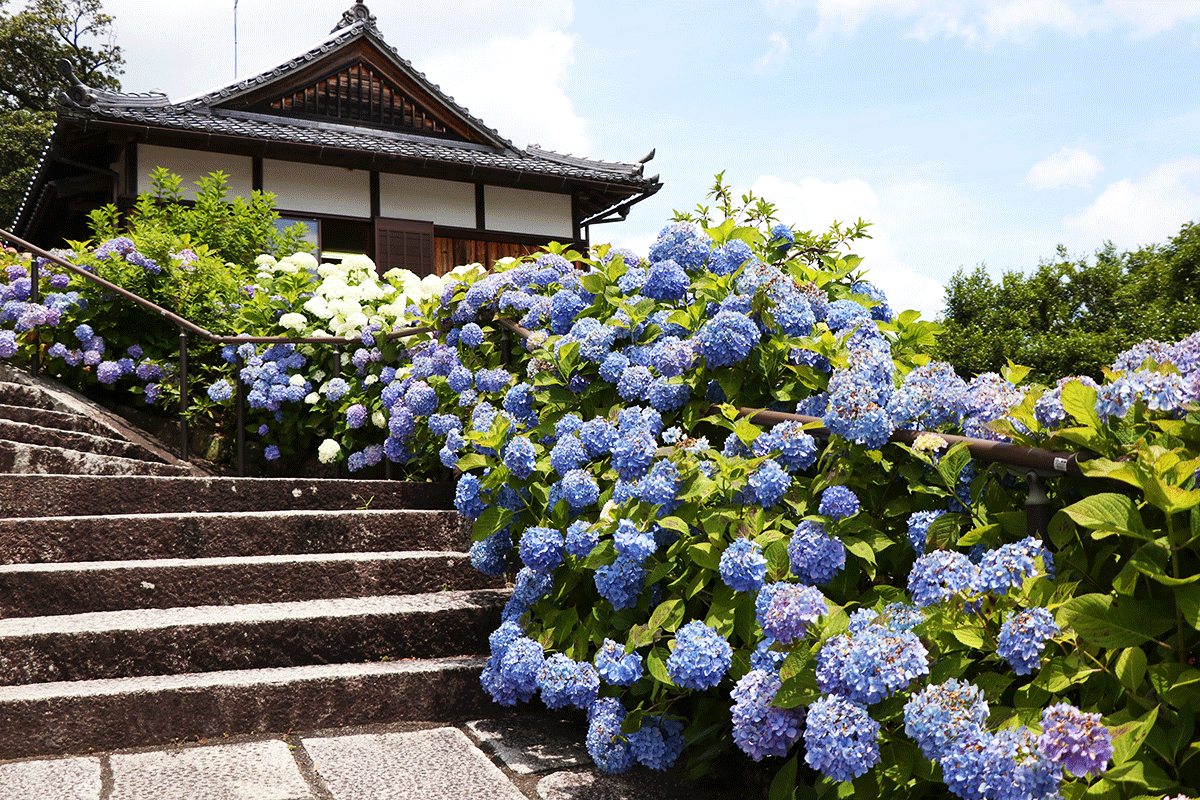 【京都】六月郊區繡球花之旅