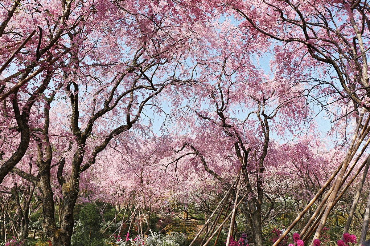【京都】賞櫻的世外桃源-原谷苑