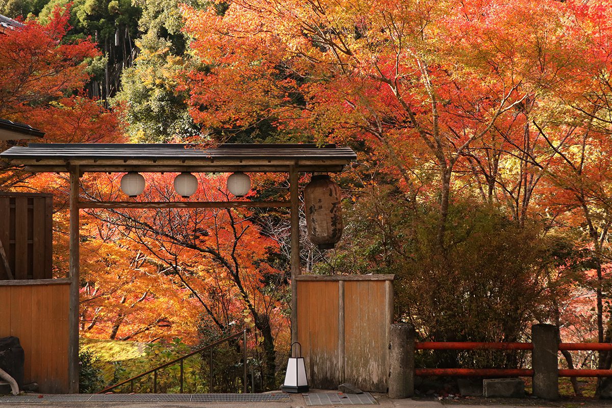 【京都】2019年楓況總整理