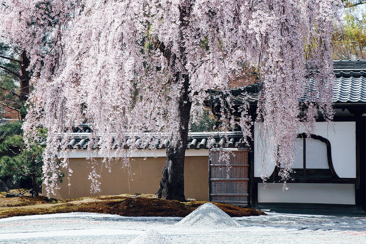 【京都】2020賞櫻全記錄